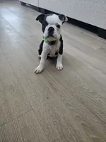 Boston Girl (Green), a female Boston Terrier for sale in Little Elm, TX – 1 of 3
