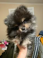 Guinness , a male Pomeranian for sale in Panama City Beach, FL – 2 of 5