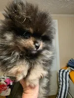 Guinness , a male Pomeranian for sale in Panama City Beach, FL – 4 of 5