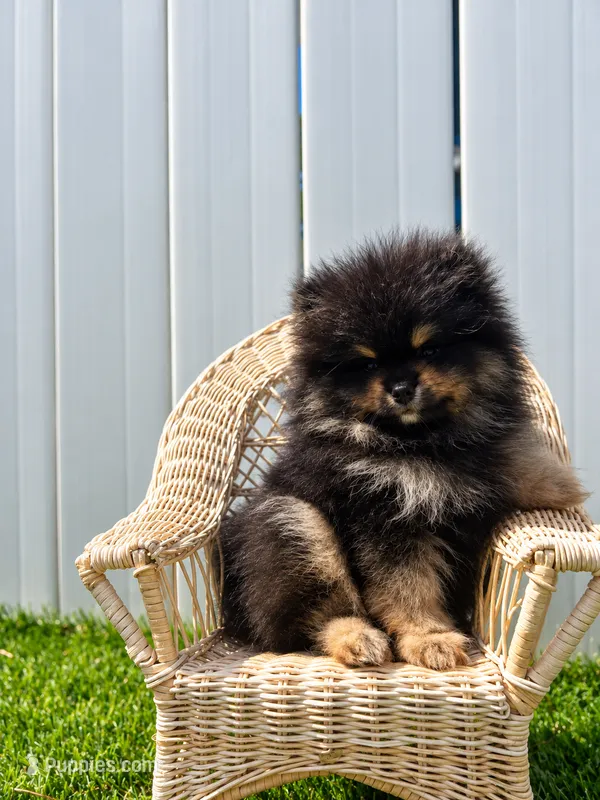 Guinness  – Pomeranian puppy for sale in Panama City Beach, FL