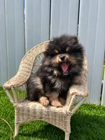Guinness , a male Pomeranian for sale in Panama City Beach, FL – 5 of 5