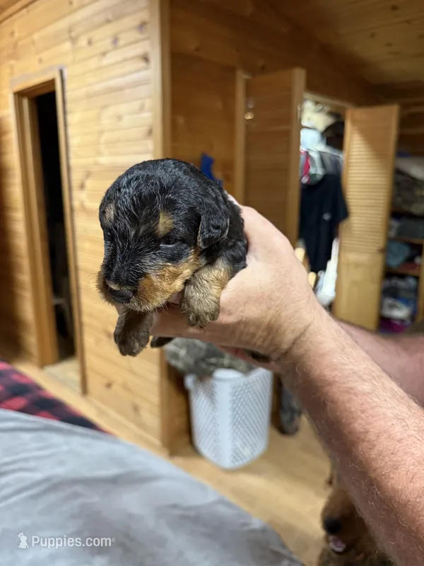Dark Green Boy – Airedale Terrier puppy for sale in Calico Rock, AR