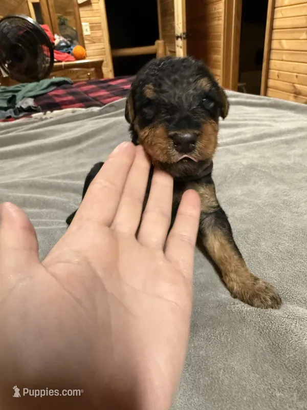 Red Collar Boy – Airedale Terrier puppy for sale in Calico Rock, AR