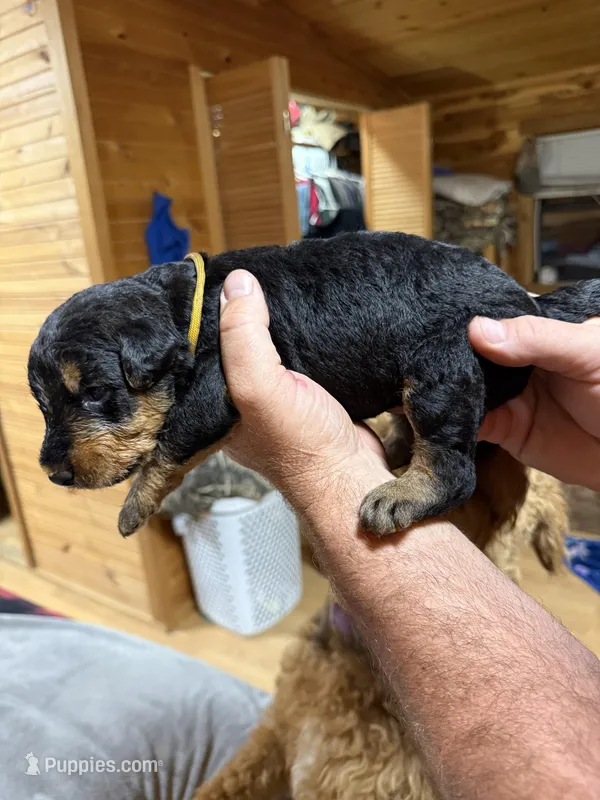 Tan Collar Boy – Airedale Terrier puppy for sale in Calico Rock, AR