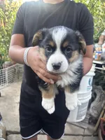 Tank, a male Australian Shepherd and Pembroke Welsh Corgi for sale in Vacaville, CA – 2 of 7