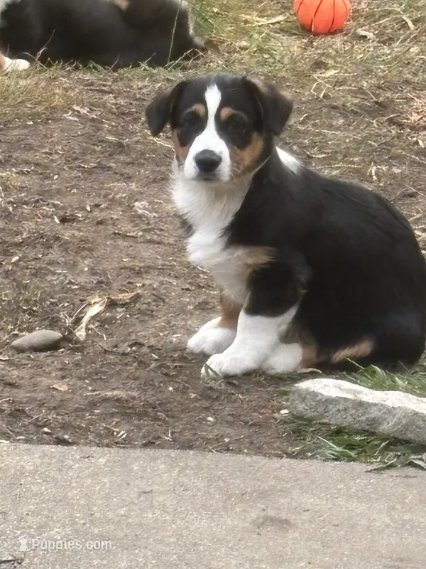 Bruno – Australian Shepherd, Pembroke Welsh Corgi puppy for sale in Vacaville, CA