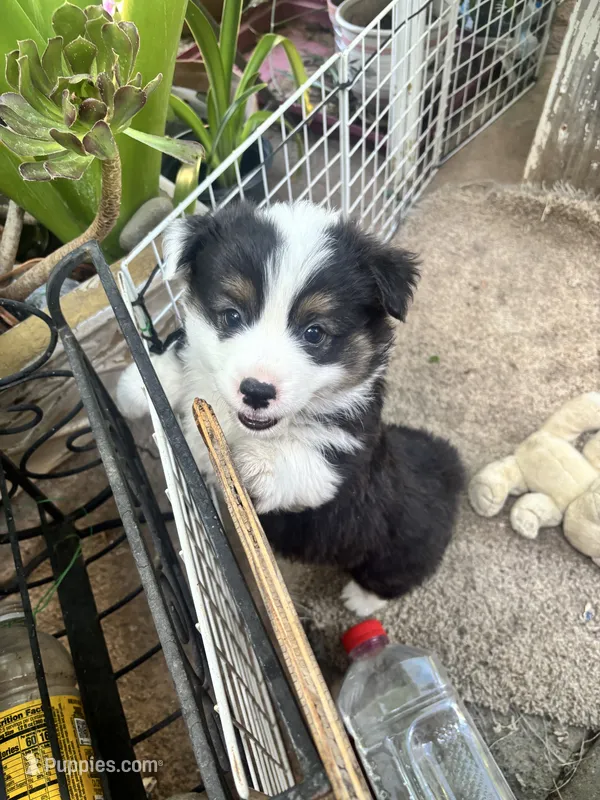 Sam – Australian Shepherd, Pembroke Welsh Corgi puppy for sale in Vacaville, CA