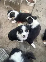 Tank, a male Australian Shepherd and Pembroke Welsh Corgi for sale in Vacaville, CA – 6 of 7