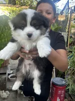 Tank, a male Australian Shepherd and Pembroke Welsh Corgi for sale in Vacaville, CA – 4 of 7