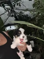 Chubbs, a male Australian Shepherd and Pembroke Welsh Corgi for sale in Vacaville, CA – 4 of 4
