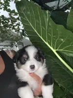 Sam, a male Australian Shepherd and Pembroke Welsh Corgi for sale in Vacaville, CA – 2 of 7