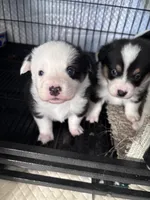Frosty , a male Pembroke Welsh Corgi for sale in Vacaville, CA – Photo 1 of 2