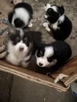 Sam, a male Australian Shepherd and Pembroke Welsh Corgi for sale in Vacaville, CA – 3 of 7