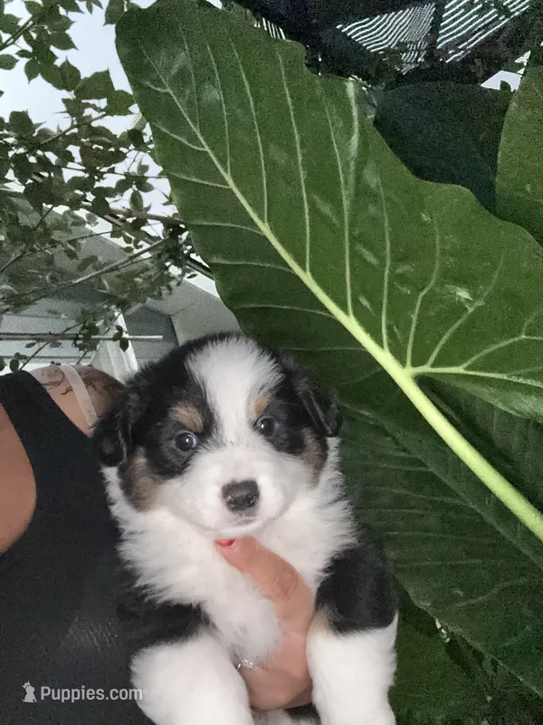 Chubbs – Australian Shepherd, Pembroke Welsh Corgi puppy for sale in Vacaville, CA