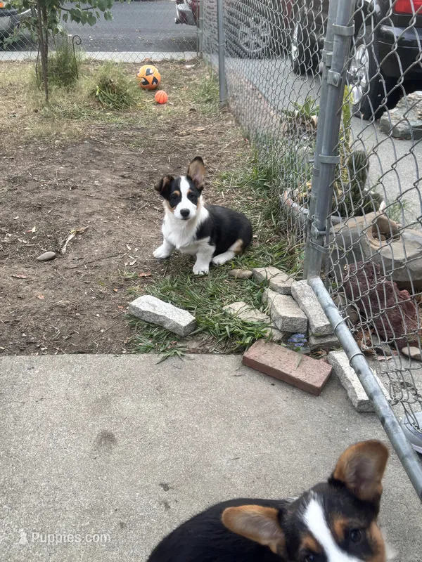 Mel  – Australian Shepherd, Pembroke Welsh Corgi puppy for sale in Vacaville, CA