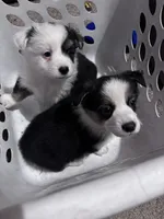 Bay, a female Australian Shepherd and Pembroke Welsh Corgi for sale in Vacaville, CA – Photo 3 of 3