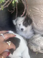 Bay, a female Australian Shepherd and Pembroke Welsh Corgi for sale in Vacaville, CA – Photo 1 of 3