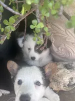 Bay, a female Australian Shepherd and Pembroke Welsh Corgi for sale in Vacaville, CA – Photo 2 of 3