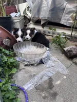 Luna, a female Australian Shepherd and Pembroke Welsh Corgi for sale in Vacaville, CA – Photo 3 of 4