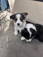 Luna, a female Australian Shepherd and Pembroke Welsh Corgi for sale in Vacaville, CA – Photo 4 of 4
