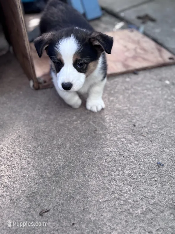 Luna – Australian Shepherd, Pembroke Welsh Corgi puppy for sale in Vacaville, CA