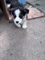 Luna, a female Australian Shepherd and Pembroke Welsh Corgi for sale in Vacaville, CA – Photo 1 of 4