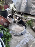 Luna, a female Australian Shepherd and Pembroke Welsh Corgi for sale in Vacaville, CA – Photo 2 of 4