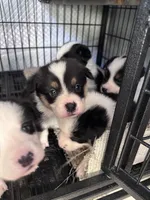 Khloe, a female Pembroke Welsh Corgi for sale in Vacaville, CA – Photo 1 of 3