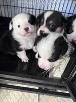 Khloe, a female Pembroke Welsh Corgi for sale in Vacaville, CA – Photo 3 of 3