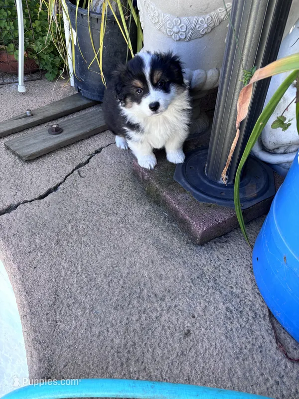 Ben – Australian Shepherd, Pembroke Welsh Corgi puppy for sale in Vacaville, CA
