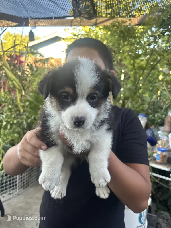 Tank – Australian Shepherd, Pembroke Welsh Corgi puppy for sale in Vacaville, CA