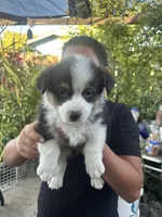 Tank, a male Australian Shepherd and Pembroke Welsh Corgi for sale in Vacaville, CA – 1 of 7