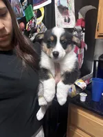 Dotty, a female Australian Shepherd and Pembroke Welsh Corgi for sale in Vacaville, CA – Photo 1 of 2