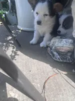 Pepe, a male Australian Shepherd and Pembroke Welsh Corgi for sale in Vacaville, CA – Photo 2 of 3