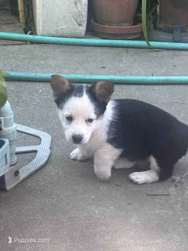 Pepe – Australian Shepherd, Pembroke Welsh Corgi puppy for sale in Vacaville, CA