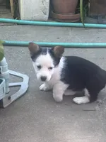 Pepe, a male Australian Shepherd and Pembroke Welsh Corgi for sale in Vacaville, CA – Photo 1 of 3