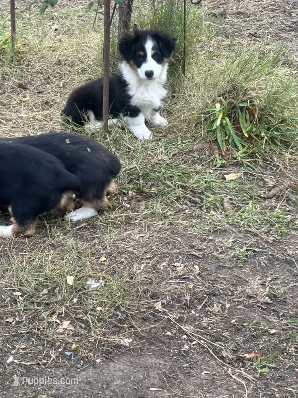 Matt – Australian Shepherd, Pembroke Welsh Corgi puppy for sale in Vacaville, CA