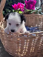Baby , a female Australian Shepherd and Pembroke Welsh Corgi for sale in Vacaville, CA – Photo 2 of 3