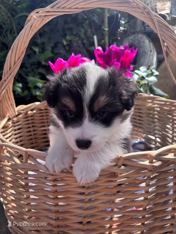 Baby  – Australian Shepherd, Pembroke Welsh Corgi puppy for sale in Vacaville, CA