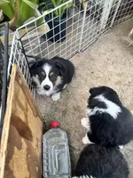 Tank, a male Australian Shepherd and Pembroke Welsh Corgi for sale in Vacaville, CA – 7 of 7