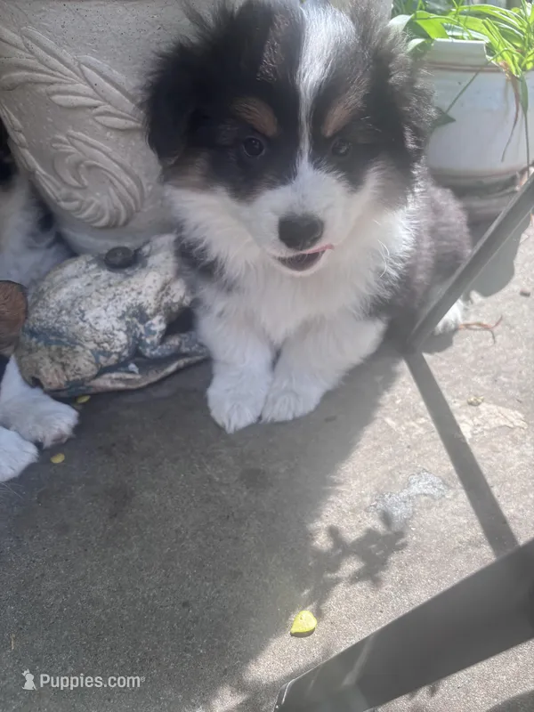 Tank – Australian Shepherd, Pembroke Welsh Corgi puppy for sale in Vacaville, CA