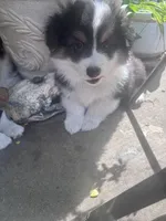 Tank, a male Australian Shepherd and Pembroke Welsh Corgi for sale in Vacaville, CA – Photo 1 of 4