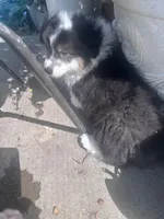 Tank, a male Australian Shepherd and Pembroke Welsh Corgi for sale in Vacaville, CA – Photo 4 of 4