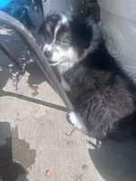 Tank, a male Australian Shepherd and Pembroke Welsh Corgi for sale in Vacaville, CA – Photo 3 of 4