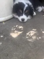 Tank, a male Australian Shepherd and Pembroke Welsh Corgi for sale in Vacaville, CA – Photo 2 of 4