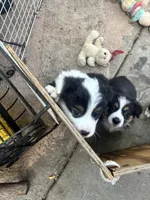 Sam, a male Australian Shepherd and Pembroke Welsh Corgi for sale in Vacaville, CA – 4 of 7