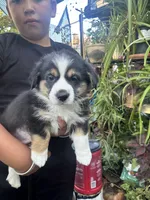 Tank, a male Australian Shepherd and Pembroke Welsh Corgi for sale in Vacaville, CA – 3 of 7