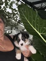 Chubbs, a male Australian Shepherd and Pembroke Welsh Corgi for sale in Vacaville, CA – 2 of 4