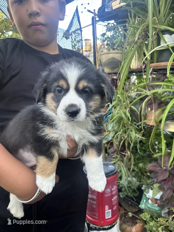 Matt – Australian Shepherd, Pembroke Welsh Corgi puppy for sale in Vacaville, CA