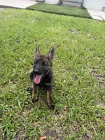 Sable Female 1 , a female German Shepherd Dog for sale in Miami, FL – 4 of 5